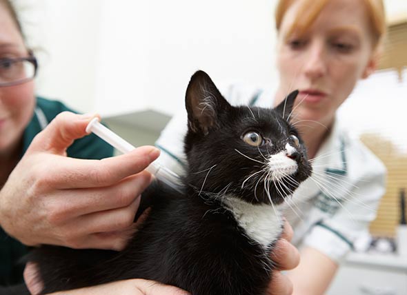 La diabetes en perros y gatos: Todo lo que necesitas saber