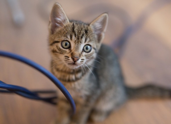 Lesiones por mordedura de cable eléctrico en gatos