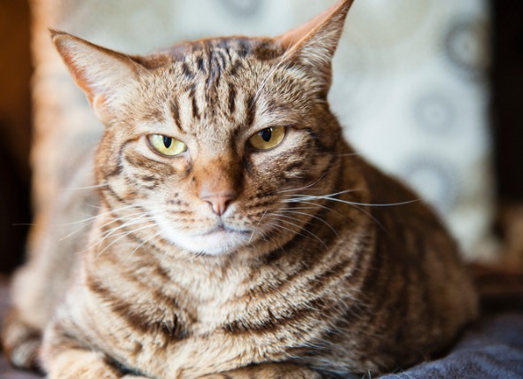 Lombrices en los gatos: Síntomas, tratamiento y prevención