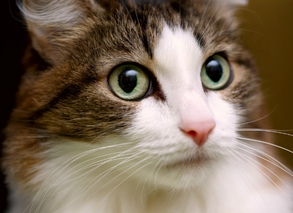 Movimiento ocular involuntario en los gatos