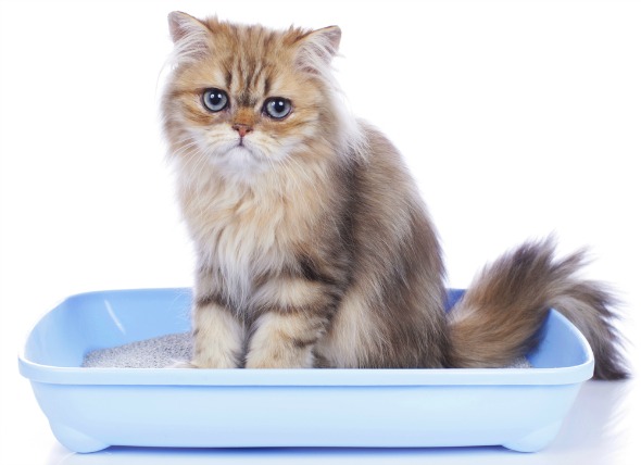 Obstrucción del tracto urinario en gatos
