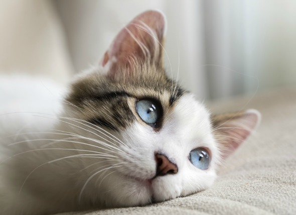 Ojos acuosos en los gatos