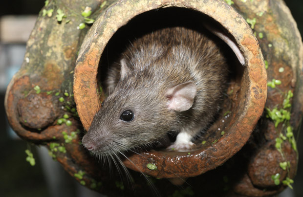 Parásitos intestinales en ratas