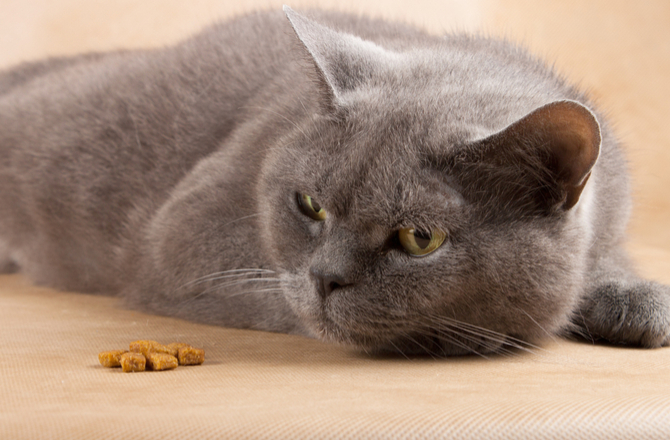 Por qué tu gato no puede estar sin comida