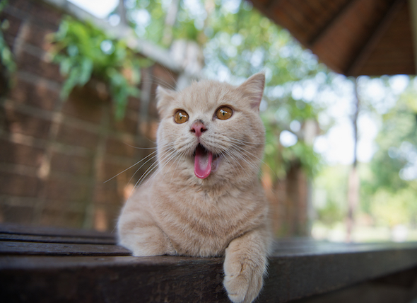Producción excesiva de saliva en los gatos