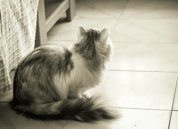 Resbalón de disco, mala espalda y espasmos musculares en los gatos