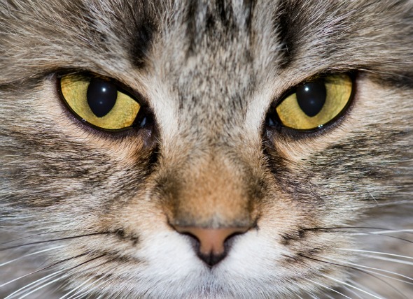 Tamaño desigual de las pupilas en los gatos