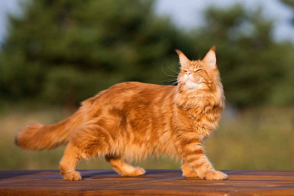 Temblores musculares involuntarios en los gatos