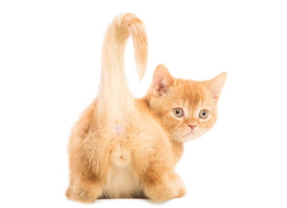 Trastornos del saco anal en los gatos