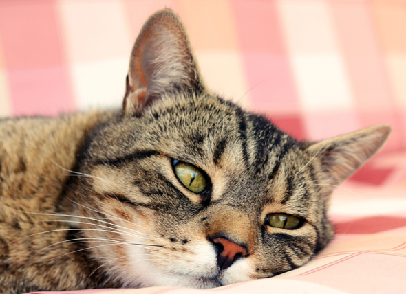Tratamiento de las infecciones de las vías respiratorias superiores en los gatos