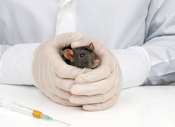 Tratamiento del cáncer en animales pequeños