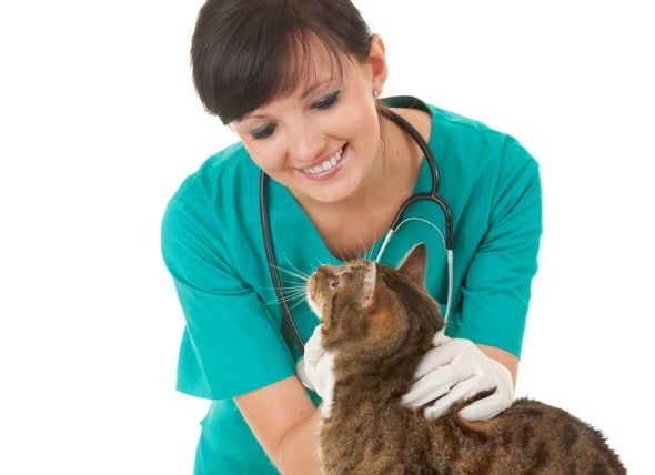 Tumor del tejido graso (benigno) en gatos