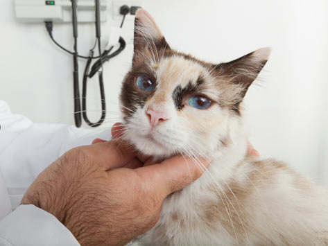 Tumor relacionado con las vacunas en gatos
