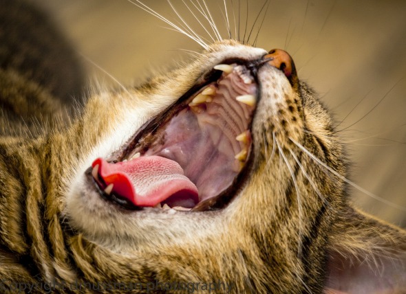 Úlceras en la boca de los gatos