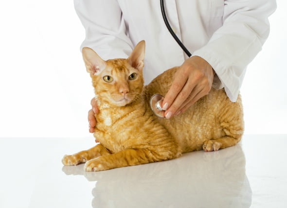 Virus de la panleucopenia felina en gatos (moquillo felino)