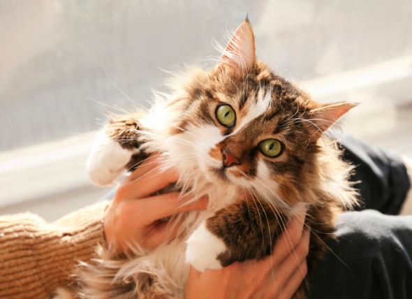 ¿Pueden los gatos tener ansiedad por separación?