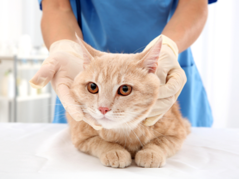 ¿Qué hace que el pelaje de un gato se sienta grasoso?